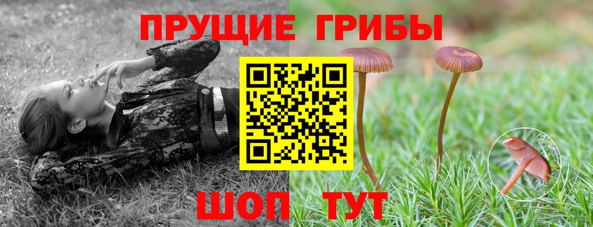 Будённовск  Псилоцибиновые грибы ЛСД  Вход с VPN 
